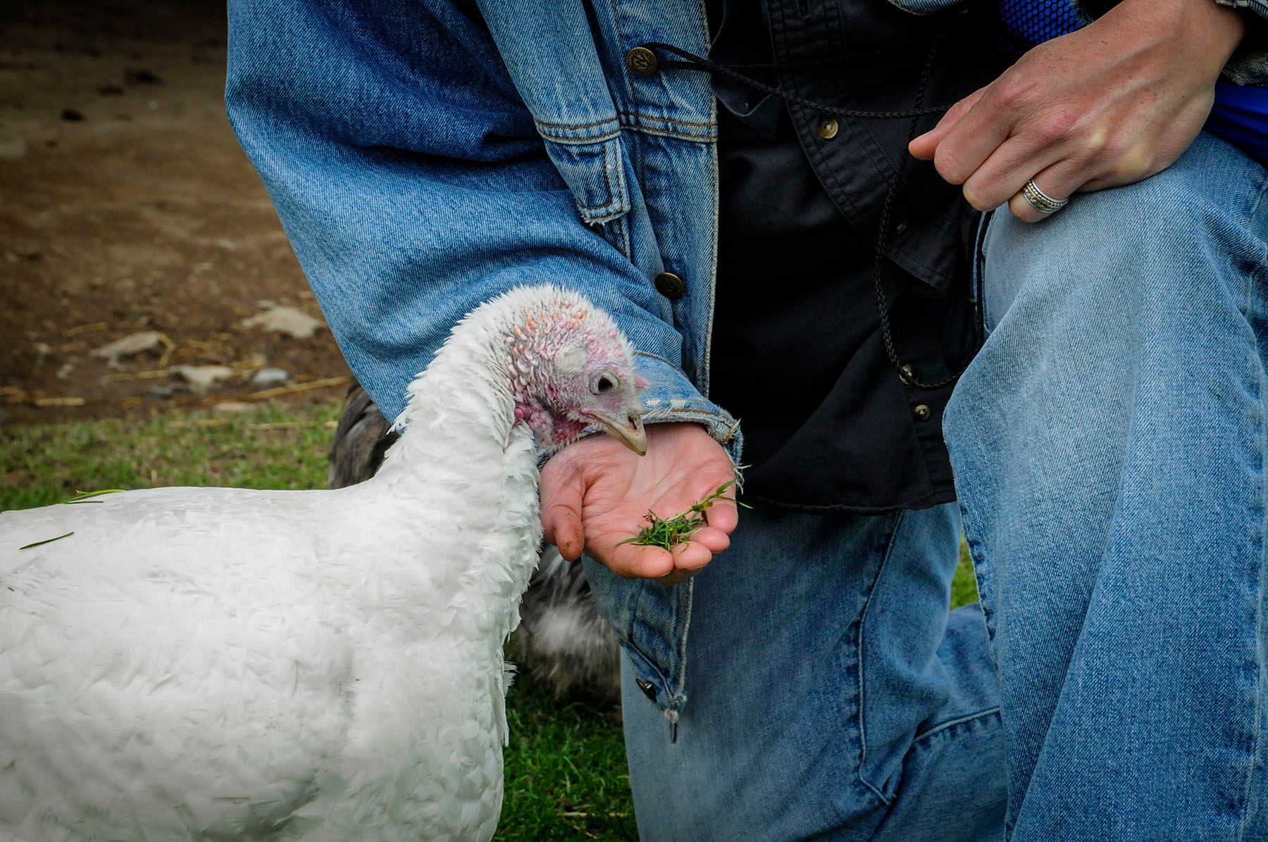 Farm Sanctuary, Watkins Glen, NY. 